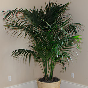 Kentia-Palm